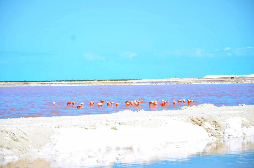 Las Coloradas, Yucatán: el Lago Rosa que debes conocer